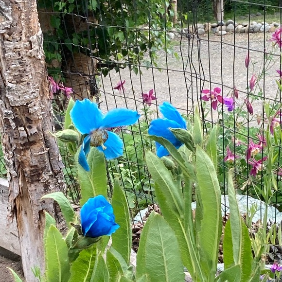 Halloween Costume: “T-Shirt, Fan & Vacuum,” XL - Picture 10 of 15